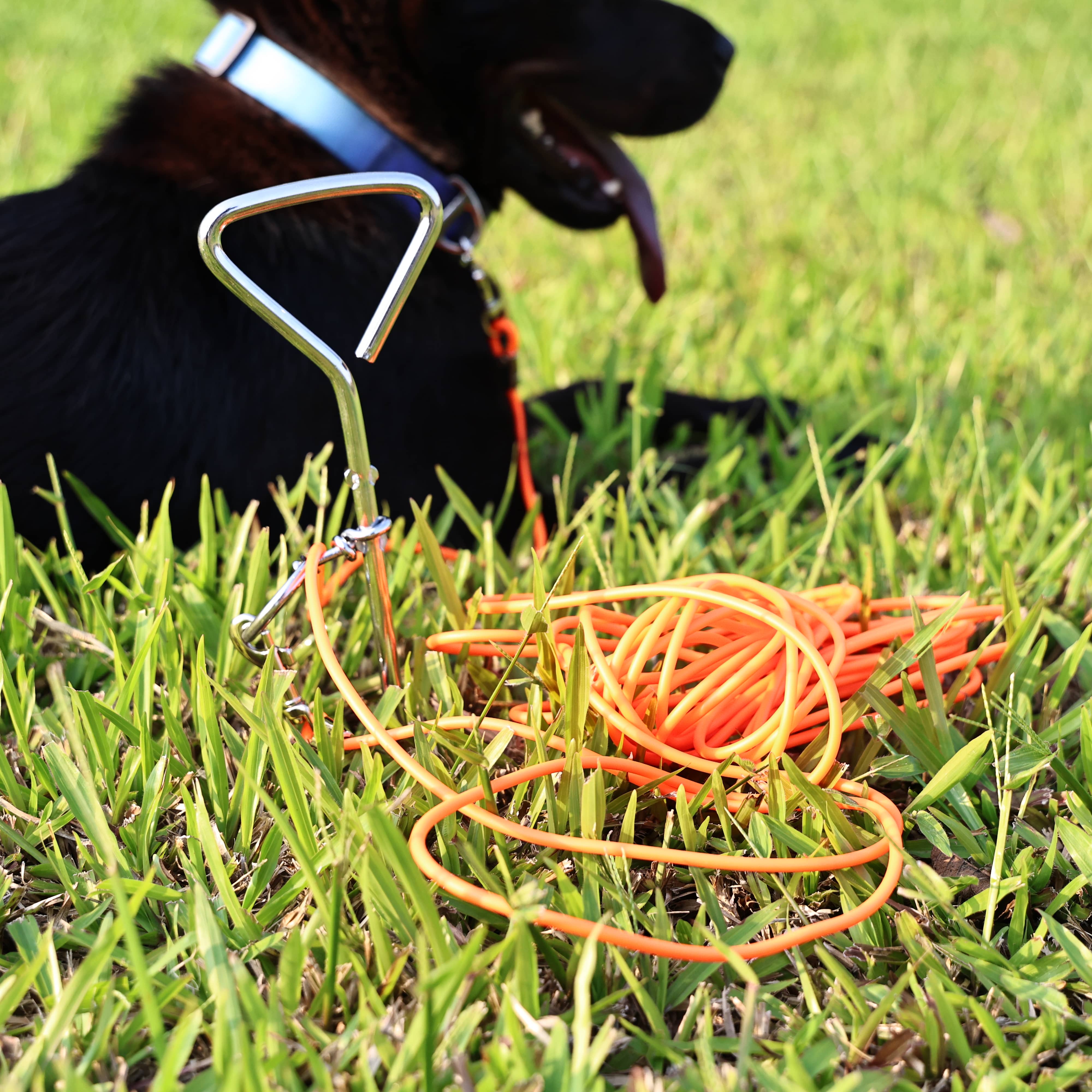 30 Ft Dog Tie-Out With Ground Stake